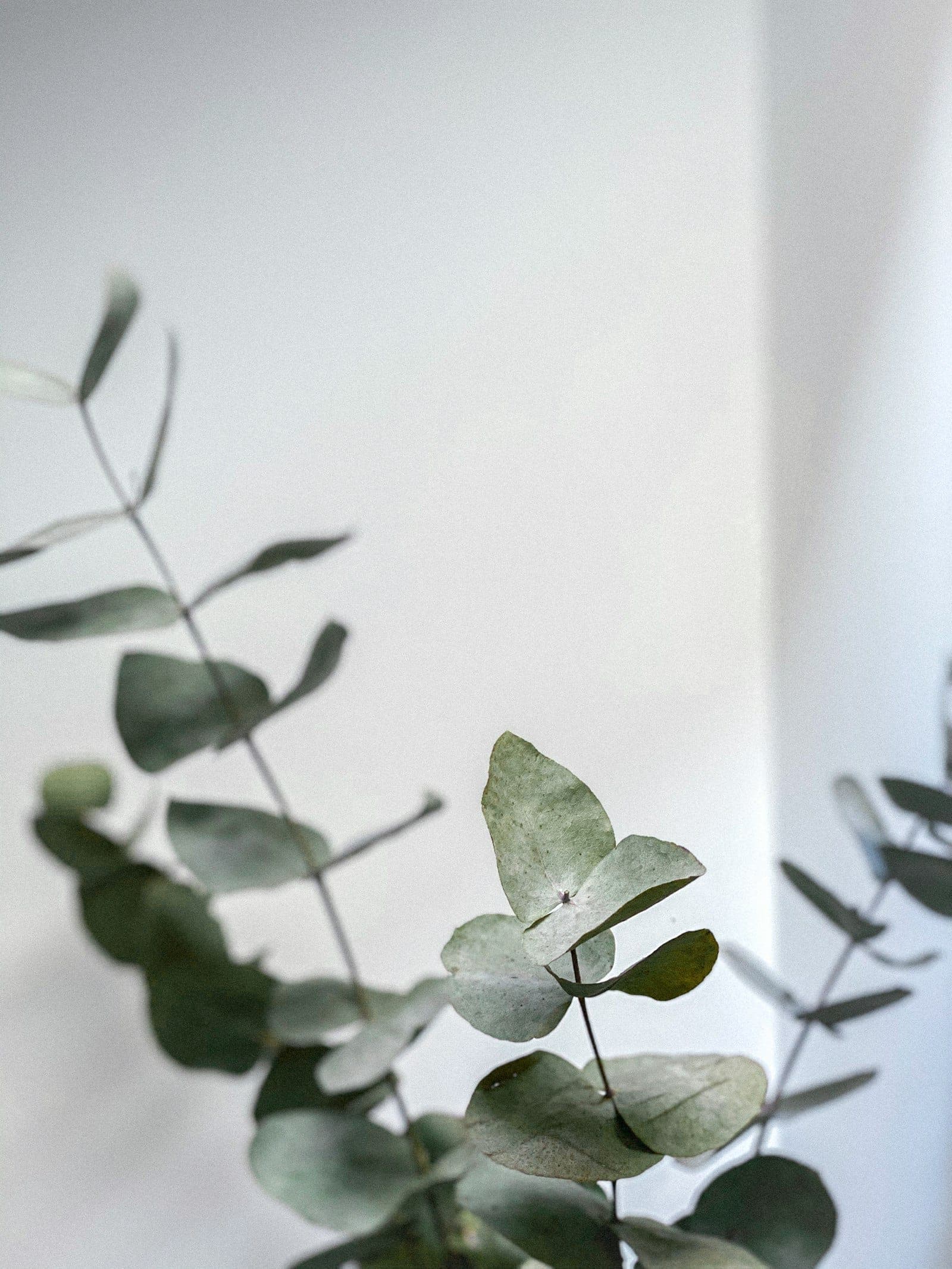 Eucalyptus leaves on a soft cream background